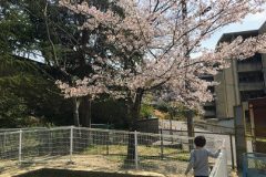公園遊び
