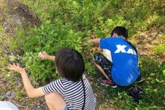 よもぎ団子のためのよもぎを取りに